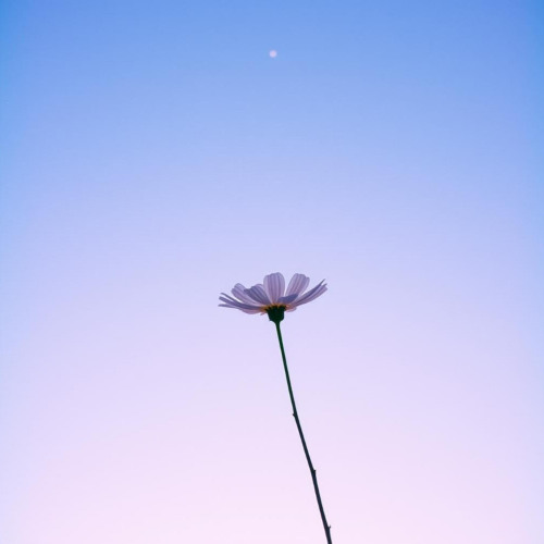 별을 심다