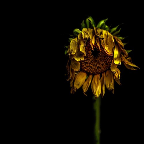 Stream Dead Flowers by Jay Vi Listen online for free on SoundCloud