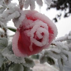 ライフ・イズ・ビューティフル