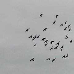 blade bird remix