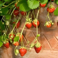 Strawberries- Caamp