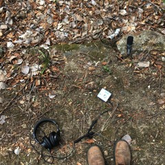 Back Yard Sounds (disquiet0436)