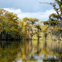 Sounds of the Louisiana Bayou
