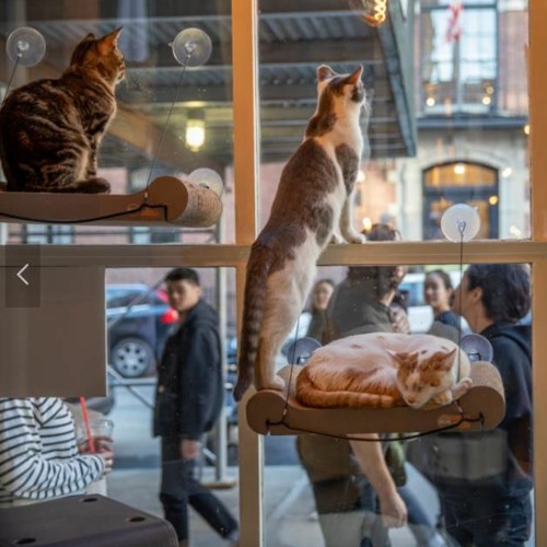 Cat and cafe