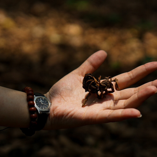 Tựa (bản thu chưa chính thức)