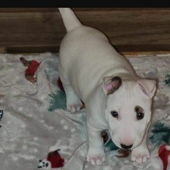 BEATON CHORDS PLUS DOPE.mp3