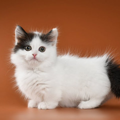 instrumental - NO MIDI - “Vibe” 141bpm