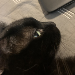 New Castle(Demolition)