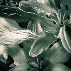 The Dream of the Replicant