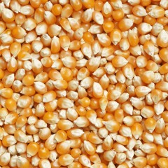 Picking Kernels of Corn out of the Turd of Reality