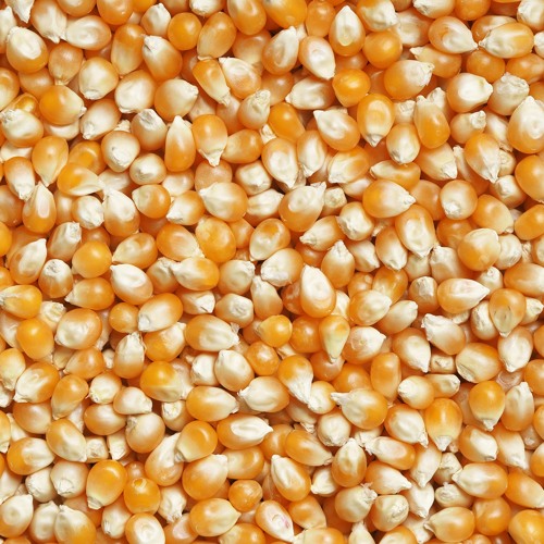 Picking Kernels of Corn out of the Turd of Reality