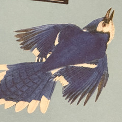 the blue bird of happiness