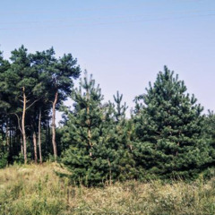 ЛСП - 8-ого Марта