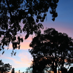 Nocturn Feb 2025 Tropical