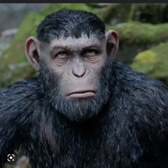 Siren Nation - Wierdo Hoes RX / FLEET DISS