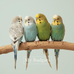 Budgie Playground (Cover)