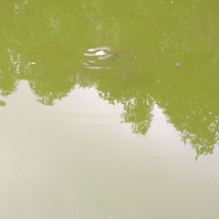 disappearing