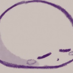 sleeping playlist