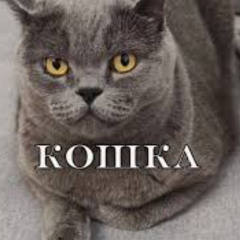 РАСПЯТЬ НО ПЕВЕЦ ЕБНУТАЯ КОШКА
