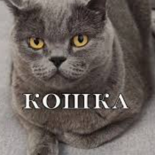 РАСПЯТЬ НО ПЕВЕЦ ЕБНУТАЯ КОШКА
