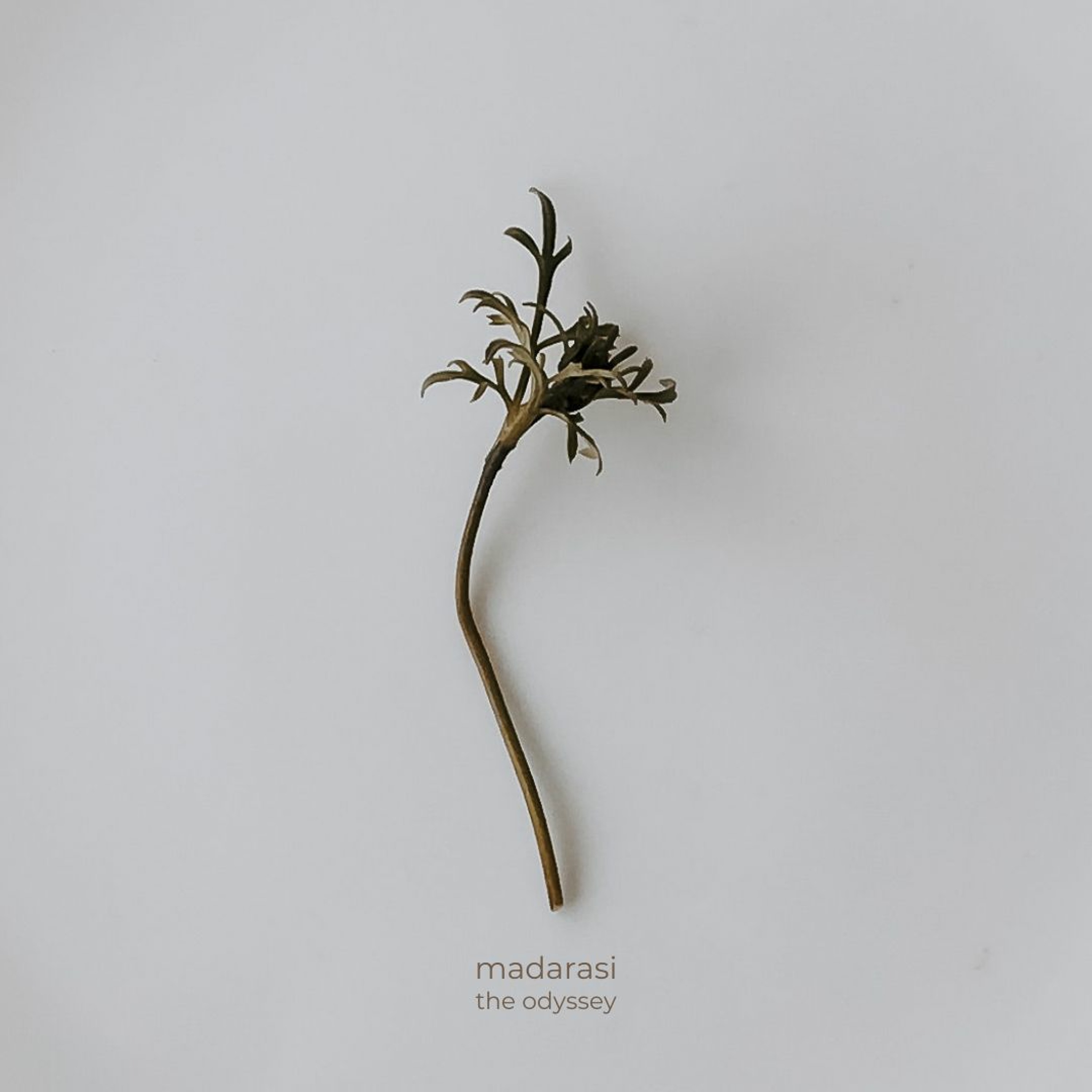 Music by MADARASI