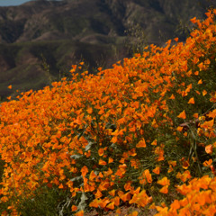 24/100 ~ Super Bloom