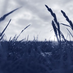 517A
