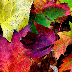 Fallen Leaf (2025)