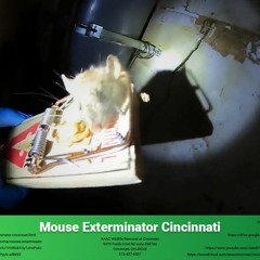 Mouse Exterminator Cincinnati