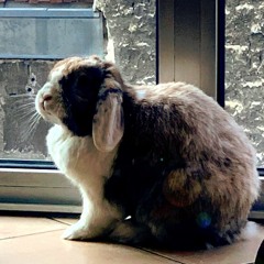 Jiyom - En attendant orel