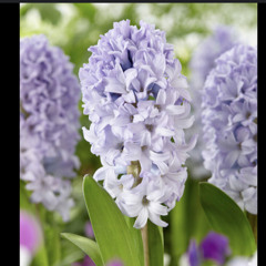 The Hyacinth