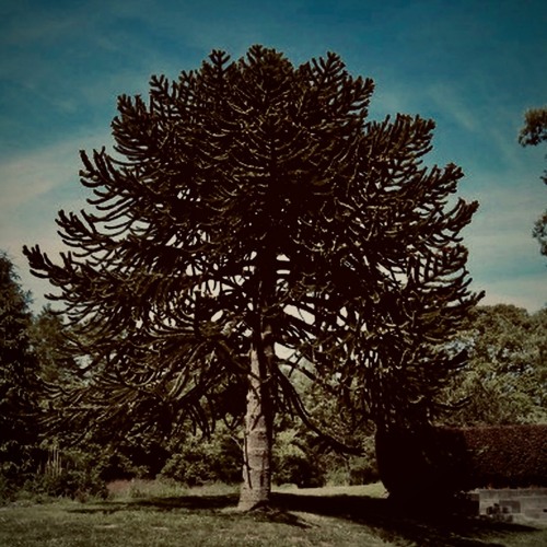 Backwoods Swinger (Bandcamp Only)