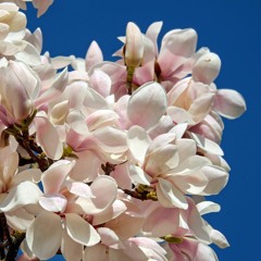 Magnolia Jane [Sold .Pawwao KS]