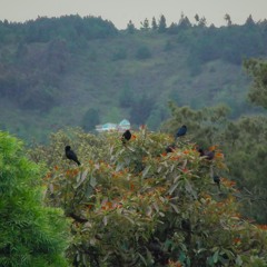 así cantan los pájaros del parke