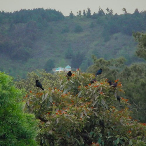 así cantan los pájaros del parke