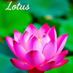 Lotus Instrumental
