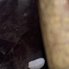 skyintheblud - 2345 (alan + esse)