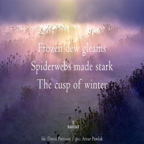 halF spiderweB [naviarhaiku460]