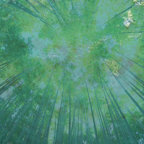 Mick Destitute - Canopy