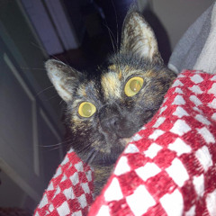 Paravision invite Mariana Pinho ~ 18.06.2025