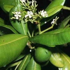 liReji - Wutemelu (Cover)