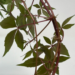 FALL MIX 2025 SIDE A