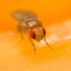 Fruit Flies Shed New Light on Memory and Aging