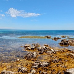 FKISM: Shore and seaweed at low tide, Little Gorge, February 2024