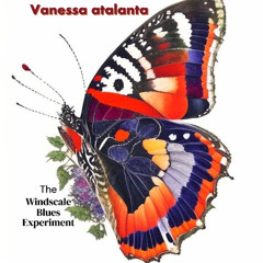 Vanessa atalanta ['Red Admiral' -  final mix]