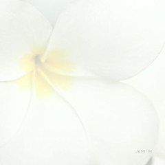 Jasmine