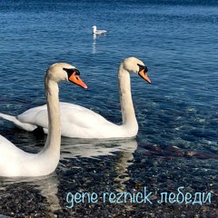 Swans (lebedi)