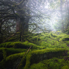 Deep Breakfast 329 ~ Vidění