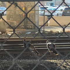 Mr. Sunglasses on the Metro