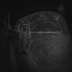 Ninu - Racoon